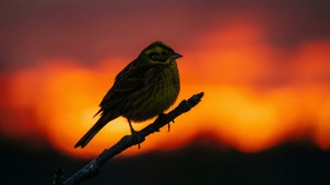 Eine dramatische Silhouette eines Goldammers vor einem feurigen Sonnenuntergangshimmel.