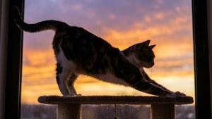 Chat calicot s'étirant sur le perchoir de la fenêtre au coucher du soleil