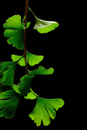 Ginkgoblad lyser grönt mot en svart bakgrund — Super Amoled-skärm Bakgrundsbilder