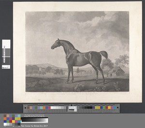 Sweetwilliam by George Townley Stubbs, in Stipple engraving with engraving on medium, slightly textured, cream wove paper. Download this artwork as a high-resol — George Townley Stubbs Wallpaper