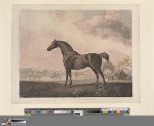 Sweetwilliam by George Townley Stubbs, in Color-printed stipple engraving, with engraving and with hand coloring in watercolor on medium, slightly textured, cre — George Townley Stubbs Wallpaper