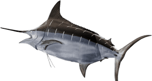 Ein Marlinfisch mit silberblauen Schuppen und langem Schnabel, der in klarem Wasser schwimmt. — Damselfish Wallpaper