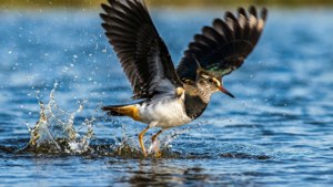 A dynamic action shot of a lapwing taking off from water. — Lapwing Picture