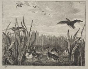 Teal by Félix Bracquemond, created 1853, in etching. Download this artwork as a high-resolution wallpaper for desktop, tablet, or mobile. — Félix Bracquemond Wallpaper