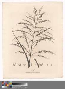 Teff by James Heath, in Etching and engraving with hand coloring in watercolor on medium, slightly textured, cream wove paper. Download this artwork as a high-r — James Heath Wallpaper