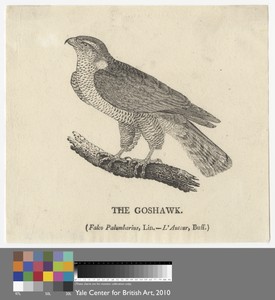 The Goshawk by Thomas Bewick, in Wood-engraving on thin, slightly textured, cream wove paper. Download this artwork as a high-resolution wallpaper for desktop, — Thomas Bewick Wallpaper