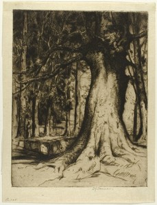 The Sycamore by David Young Cameron, created 1905, in Etching and drypoint on ivory laid paper. Download this artwork as a high-resolution wallpaper for desktop — Illustration Background