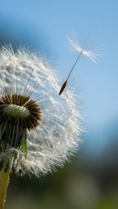 Un macro d'une graine de pissenlit flottant contre un ciel doux, symbolisant une pensée en vol