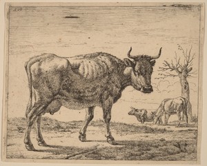 Three Cows by Adriaen van de Velde, created c. 1657/1659, in etching. Download this artwork as a high-resolution wallpaper for desktop, tablet, or mobile. — Adriaen van de Velde Wallpaper