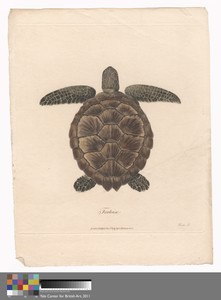 Tortoise by James Heath, in Etching and engraving with hand coloring in watercolor on medium, slightly textured, cream wove paper. Download this artwork as a hi — James Heath Wallpaper