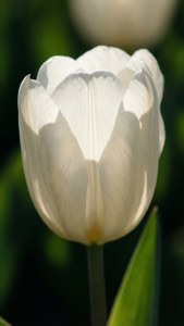 Taustavalaistu valkoinen tulppaani, jossa on läpikuultavat terälehdet, minimalistinen ja herkkä.