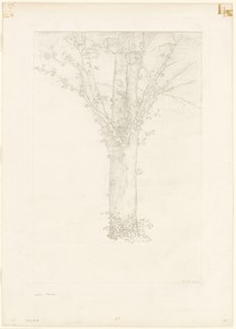 Tree by Odilon Redon, created 1892, in Lithograph on cream China paper, laid down with chine collé on ivory wove paper. Download this artwork as a high-resoluti — Odilon Redon Wallpaper