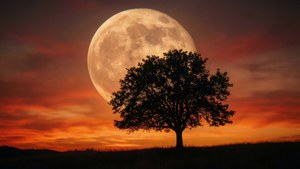 A tree silhouette under a giant perigee moon with a warm sunset sky.