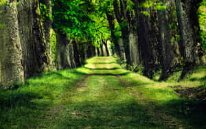 Um caminho gramado sinuoso através de uma floresta verdejante com árvores altas. — Plano de fundo da árvore Papéis de Parede