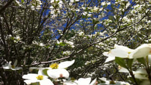 Flores brancas de dogwood em flor com céu azul visível através dos galhos. — Plano de fundo da árvore Papéis de Parede