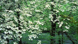 White dogwood flowers bloom in a green forest beside a river. — Magical Forest Background