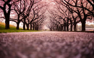 A path under a tunnel of pink cherry blossom trees in spring. — Among Trees Background