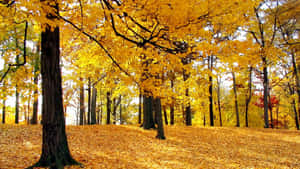 Goldene Herbstblätter bedecken den Boden unter hohen Bäumen in einem Wald. — Gold Leaf Wallpaper