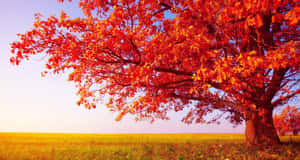 A lone tree with red leaves in a golden field at sunset. — Autumn Background
