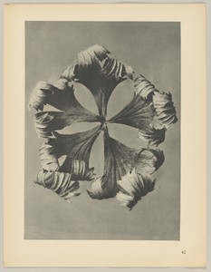 Trollius europaeus by Karl Blossfeldt, created 1928, in photogravure. Download this artwork as a high-resolution wallpaper for desktop, tablet, or mobile. — Art Wallpaper