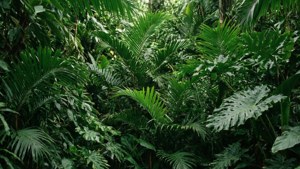 Tropical Green Leaf Pattern