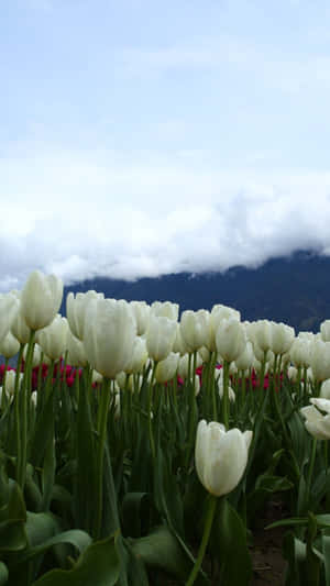 White tulips in a field with mountains and clouds in the background. — Tulip Background