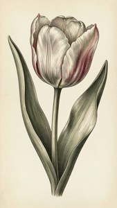 En delikat botanisk gravering af en tulipan i stil med Jacob van der Schley