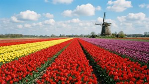 Farverige tulipanmarker med en klassisk vindmølle nær Leiden under en blå himmel