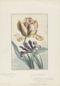 Tulp en iris by Willem van Leen, created 1804, in paper; etching; hand coloring. Download this artwork as a high-resolution wallpaper for desktop, tablet, or mo — Willem van Leen Wallpaper