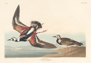 Turn-stone by Jr. Robert Havell, created 1836, in hand-colored engraving and aquatint on Whatman wove paper. Download this artwork as a high-resolution wallpape — Jr. Robert Havell Wallpaper