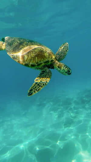 Eine Meeresschildkröte schwimmt unter Wasser in klarem blauen Meer. — Meeresschildkröte iPhone Bild Wallpaper