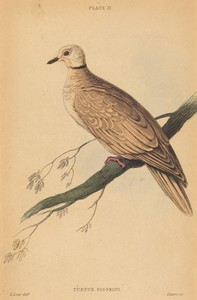 Turtur Risorius by William Home Lizars, in hand-colored lithograph. Download this artwork as a high-resolution wallpaper for desktop, tablet, or mobile.