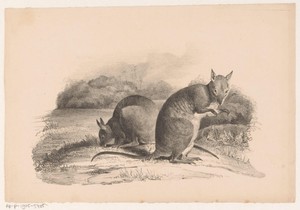 Twee Bennettwallaby's by Jean Matthieu Kierdorff, created 1842, in paper; lithography. Download this artwork as a high-resolution wallpaper for desktop, tablet, — Jean Matthieu Kierdorff Wallpaper