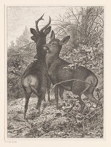 Twee herten by Karl Bodmer, created 1867, in paper; zincography. Download this artwork as a high-resolution wallpaper for desktop, tablet, or mobile. — Illustration Background