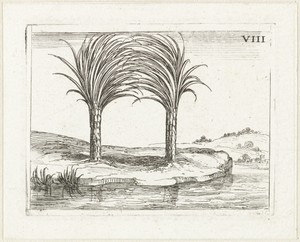 Twee palmbomen by Jacques Callot, created 1625 - 1629, in paper; etching. Download this artwork as a high-resolution wallpaper for desktop, tablet, or mobile. — Nature Wallpaper