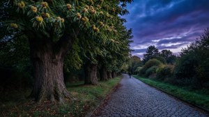 Moody Hamerton scene of Val Sainte Veronique with ancient chestnuts at dusk