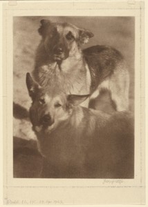 [Two Dogs] by Heinrich Kühn, created 1905–1915. Download this artwork as a high-resolution wallpaper for desktop, tablet, or mobile.