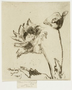 Two Flowers by Theodore Roussel, created 1890–95, in Soft ground etching in brown-black on cream wove paper. Download this artwork as a high-resolution wallpape — Illustration Background