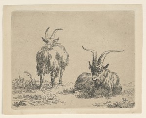 Two Goats by Nicolaes Berchem, created 1635–83, in Etching on paper. Download this artwork as a high-resolution wallpaper for desktop, tablet, or mobile. — Art Picture