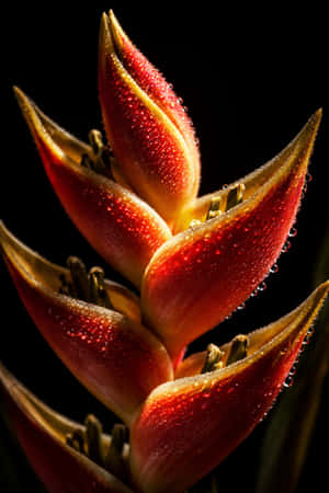 tropical regions,vibrant,red,droplets,petals,ornamental,native,elegantly
