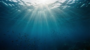 Pemandangan bawah laut Samudra Atlantik dengan sinar matahari dan ikan, melihat ke atas ke permukaan.