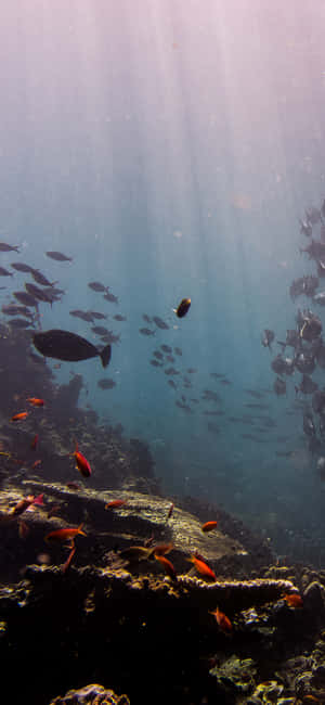 Sunlight rays shine through ocean water with fish swimming near coral reef. — Underwater iPhone Picture