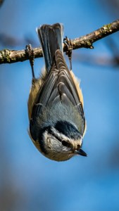 A playful titmouse hanging upside down from a branch.