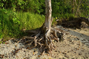 Baumwurzeln auf Sandstrand freigelegt, grünes Laub in der Nähe