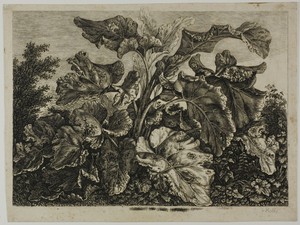 Vegetable Sheet by the elder Carl Wilhelm Kolbe, created 1800/28, in Etching on cream wove paper. Download this artwork as a high-resolution wallpaper for deskt — The elder Carl Wilhelm Kolbe Wallpaper
