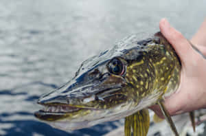 Hand holding a pike fish above water — Fish Scale Picture