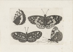 Vier vlinders by Wenceslaus Hollar, created 1646, in paper; etching. Download this artwork as a high-resolution wallpaper for desktop, tablet, or mobile. — Painting Picture