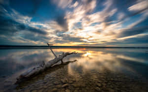 Driftwood log in shallow water at sunset with streaked clouds reflected in calm lake. — Nature Landscape Picture