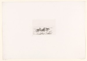 Vijf eenden by Karl Bodmer, created 1847, in paper; chine collé; soft-ground etching; etching. Download this artwork as a high-resolution wallpaper for desktop, — Karl Bodmer Wallpaper