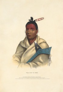Waa-top-e-not by Alfred M. Hoffy, active 1835 - 1864, created 1843, in Hand-colored lithograph on paper. Download this artwork as a high-resolution wallpaper fo — Alfred M. Hoffy, active 1835 - 1864 Wallpaper